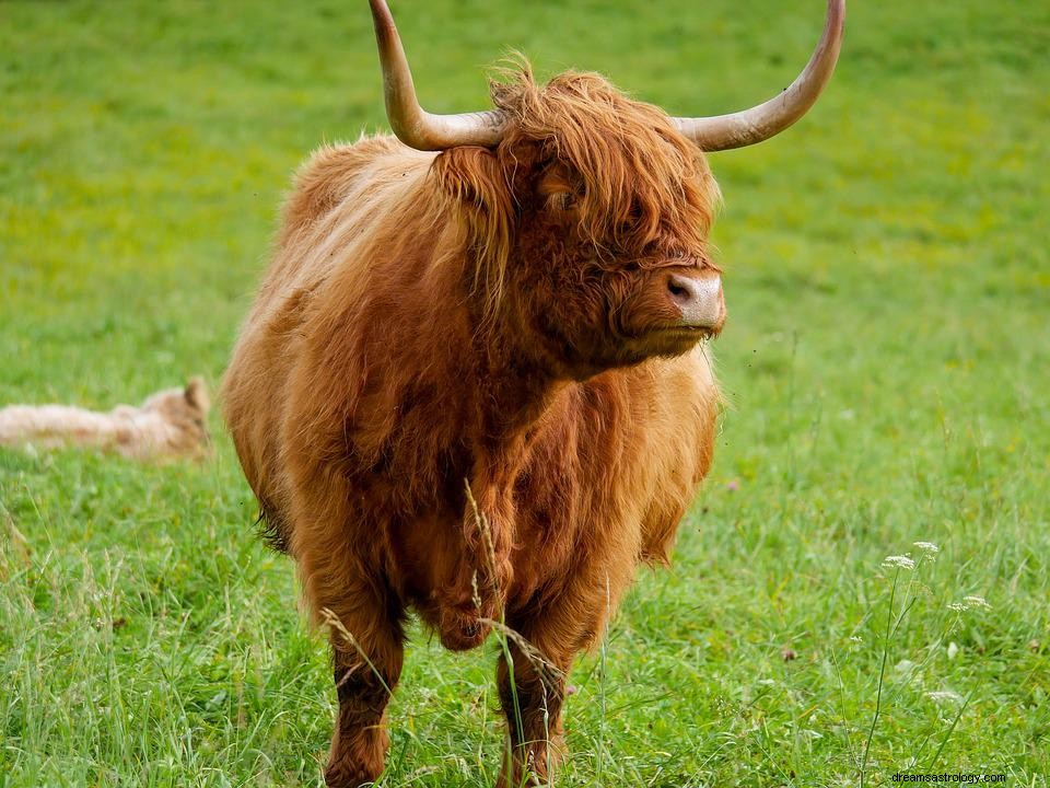 牛についての夢–意味と象徴性 