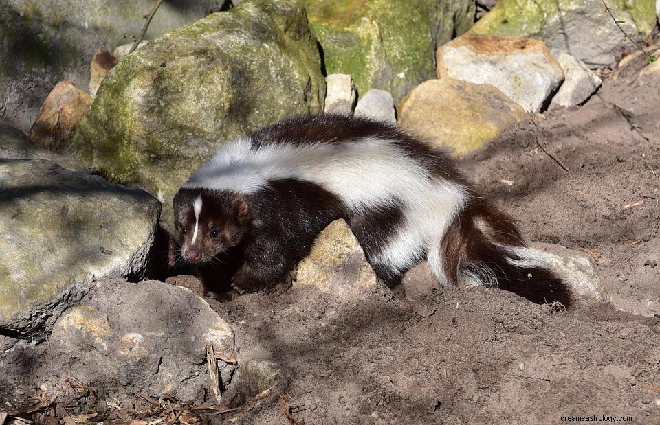 Skunk dans un rêve - Signification et explication 