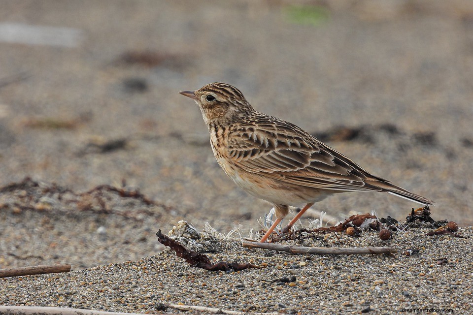 Lark in a Dream - Betydning og forklaring 