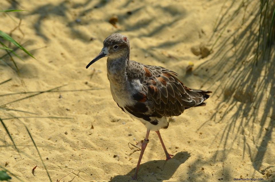 Watersnipvogel in een droom - Betekenis en uitleg 