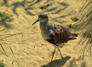 Snipe Bird en un Sueño – Significado y Explicación 