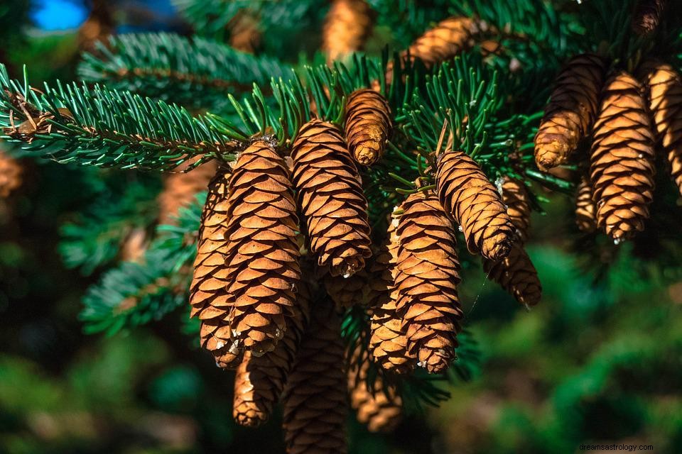 Conifer Cone - Betekenis en interpretatie van dromen 