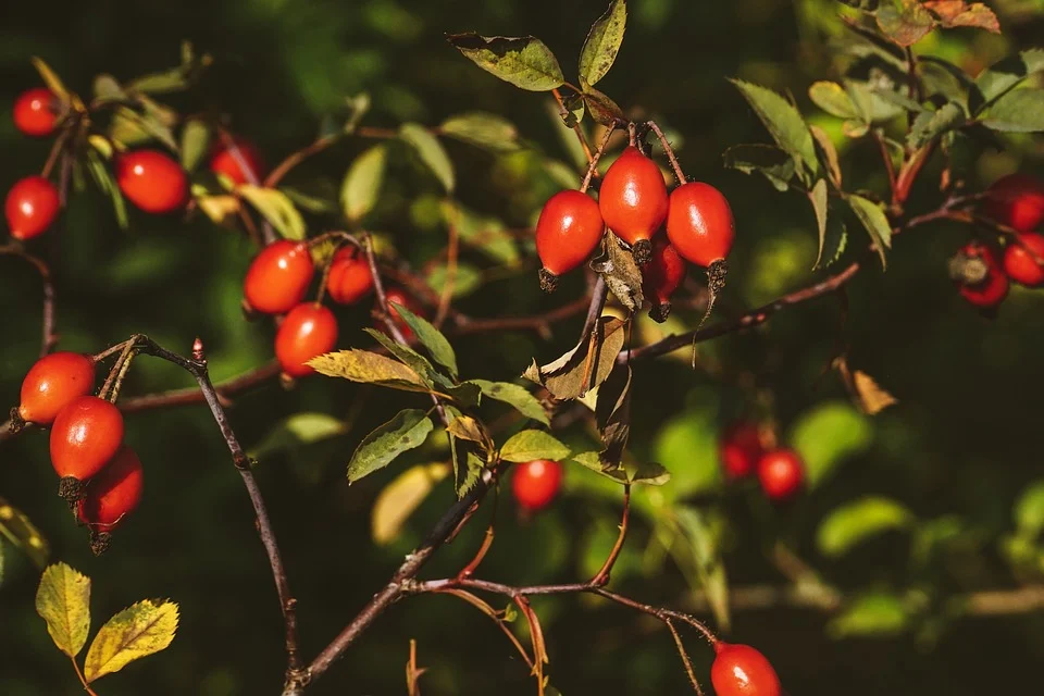 Mimpi tentang Rosehip – Arti dan Simbolisme 