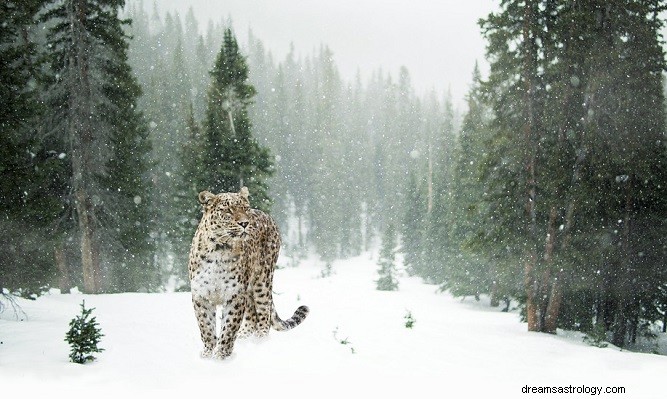 Significado bíblico do leopardo nos sonhos 