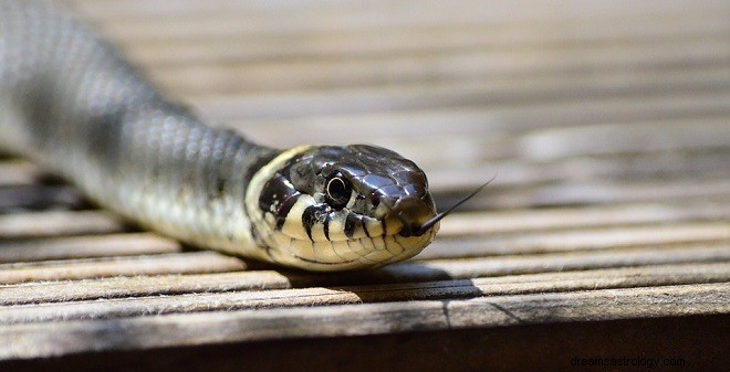 Qué Significa Soñar con Serpientes – Interpretación y Significado 