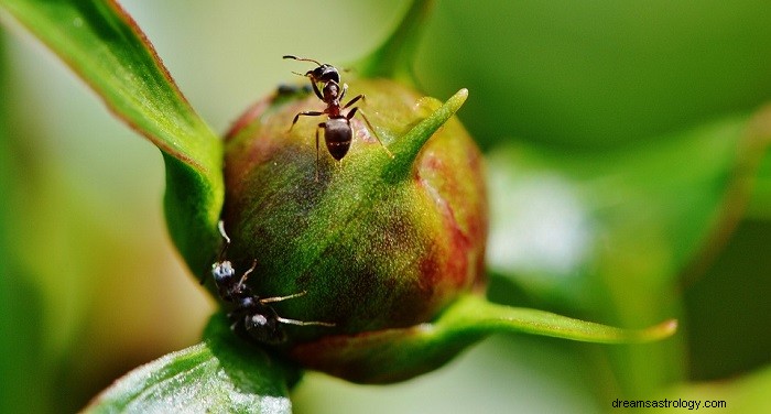 Sonhos com formigas - interpretação e significado 