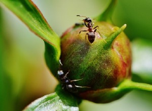 Rêves de fourmis - Interprétation et signification 