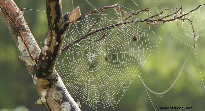 Qu est-ce que cela signifie quand vous rêvez d araignées - Interprétation et signification 