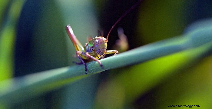 Drømmer om insekter – tolkning og mening 