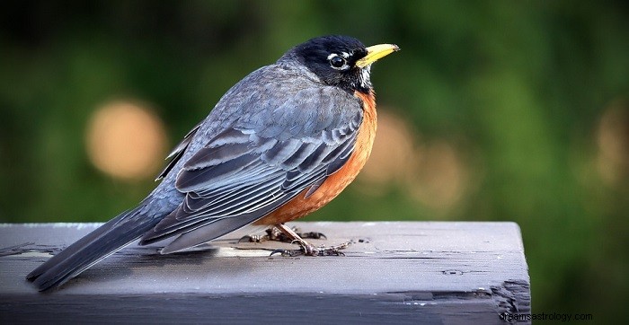 Dromen over vogels - Interpretatie en betekenis 