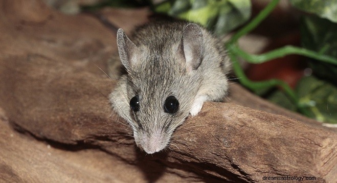 Träume von Mäusen, Maus – Interpretation und Bedeutung 