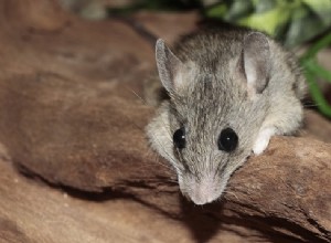 Sny o myších, myších – výklad a význam 