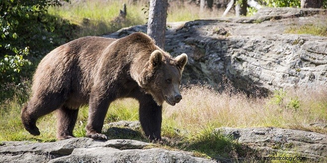 Sogni sugli orsi:interpretazione e significato 