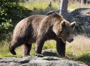 Sny o medvědech – výklad a význam 