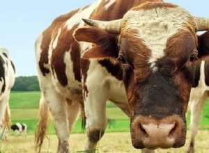 雄牛についての夢–解釈と意味 