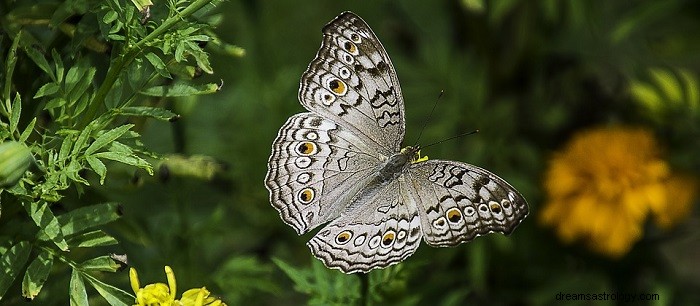 Sonhos com borboletas - interpretação e significado 