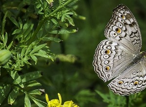 蝶についての夢–解釈と意味 