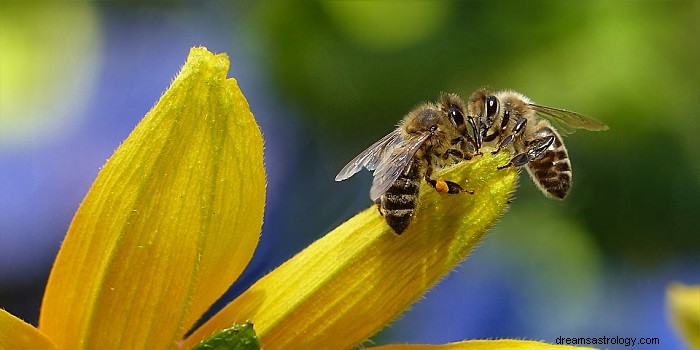 Drömmar om bin – tolkning och mening 