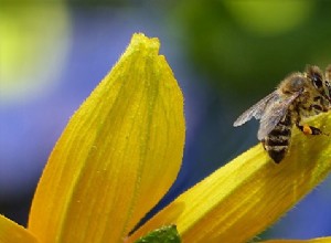 Sny o včelách – výklad a význam 
