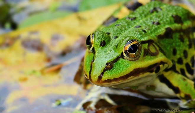 Rêves de grenouilles – Interprétation et signification 