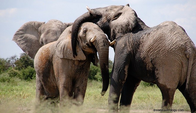 Drømme om elefanter - fortolkning og mening 