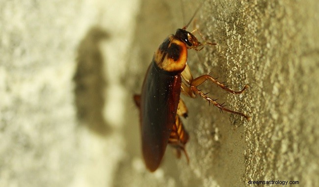 Sogni di scarafaggi:interpretazione e significato 