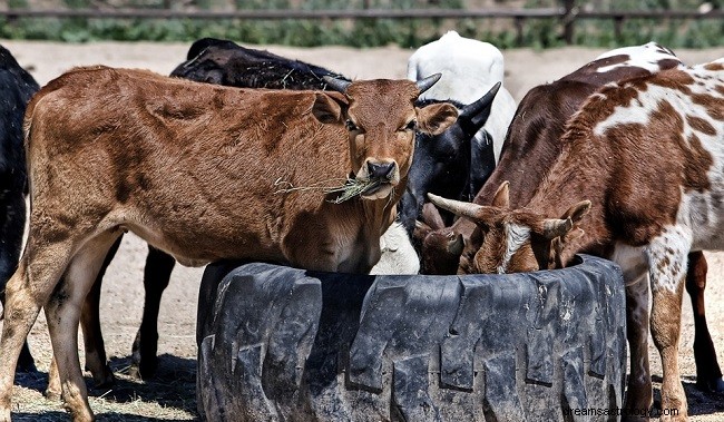 Sogni di mucche:interpretazione e significato 
