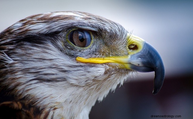 Falcon - Åndedyr, symbolik og mening 