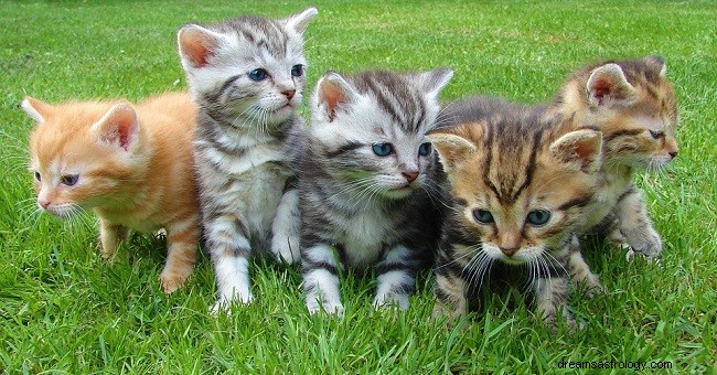 Dromen over kittens - Interpretatie en betekenis 