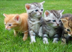 Drömmar om kattungar – tolkning och mening 