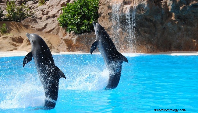 Dromen over dolfijnen - Interpretatie en betekenis 