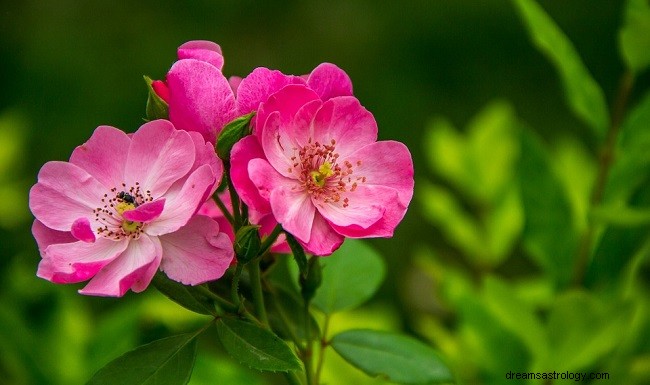 Drömmar om blommor – tolkning och mening 