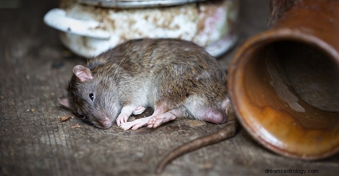 Sny o szczurach – interpretacja i znaczenie 