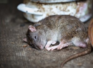 Rêves de rats – Interprétation et signification 