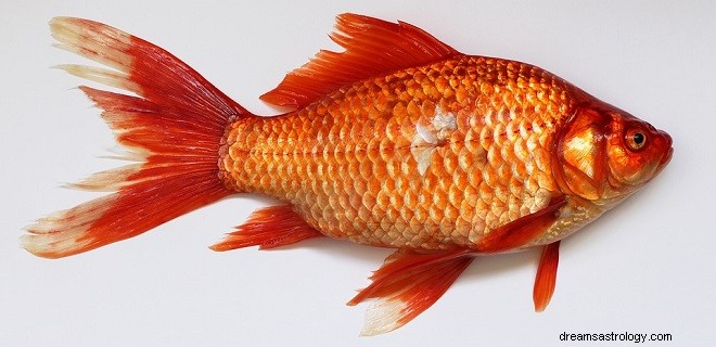 Sogni di pesce:interpretazione e significato 