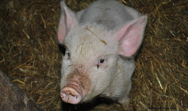 Dromen over varkens - Interpretatie en betekenis 