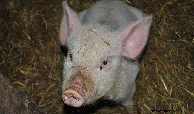 Träume über Schweine – Interpretation und Bedeutung 