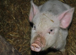 Soñar con Cerdos – Interpretación y Significado 