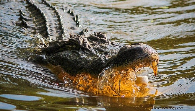 Dromen over alligators, krokodillen - interpretatie en betekenis 