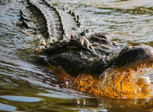 Träume über Alligatoren, Krokodile – Interpretation und Bedeutung 