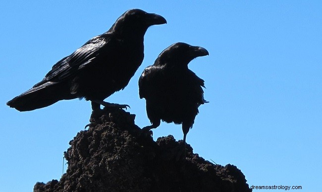 Sueños con Cuervos – Interpretación y Significado 
