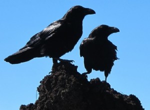 Rêves de corbeaux – Interprétation et signification 