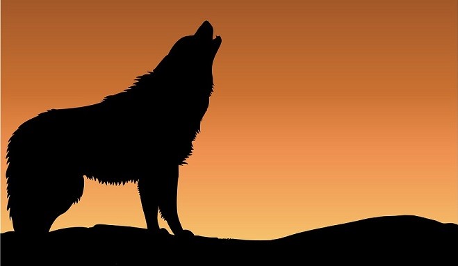 オオカミについての夢–解釈と意味 