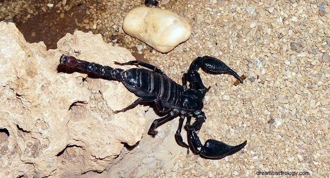 Sogni sugli scorpioni:interpretazione e significato 