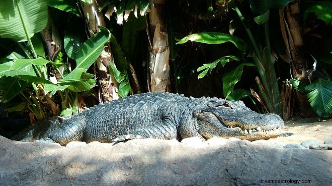 Sonhos com crocodilo ou jacaré – Interpretação e significado 