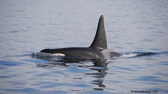 Soñar con Ballenas Asesinas – Interpretación y Significado 