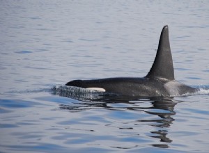 キラークジラについての夢–解釈と意味 