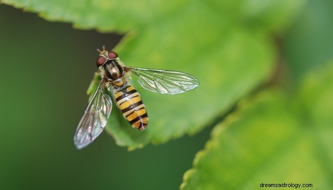 Sogni di vespe:interpretazione e significato 