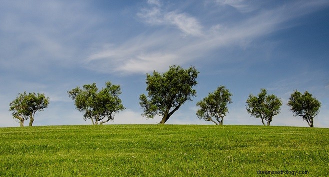 Dromen over bomen - Interpretatie en betekenis 