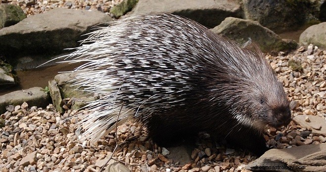 Porcupine – Spirit Animal, Συμβολισμός και Νόημα 